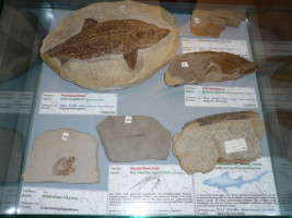 Versteinerte Fische