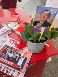 Primeln zum Valentinstag